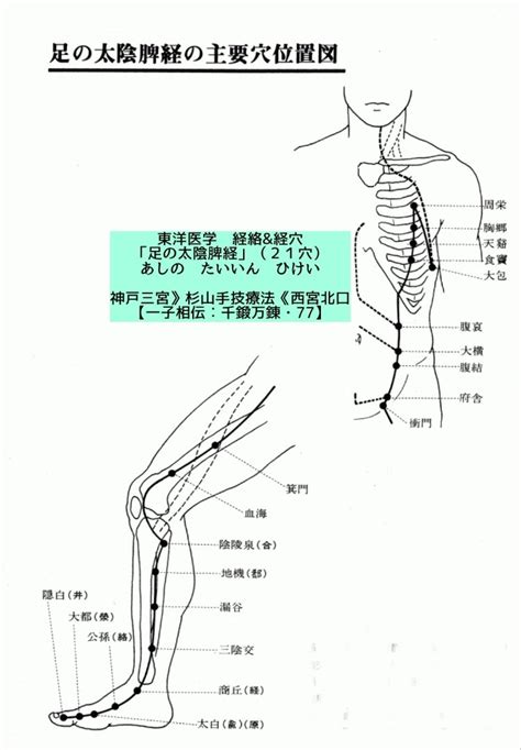 漏穴|漏谷：足の太陰脾経｜ツボ講座